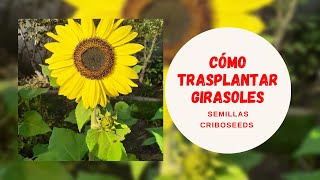 Cómo trasplantar Girasoles fácil y rápido [upl. by Eggett178]