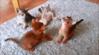 Abyssinian Kitten playing  7 weeks old [upl. by Magna720]