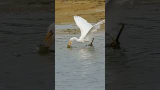 Wild bird hunted a fish on the river shorts kingfisher [upl. by Nuhsal]