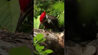 Pileated Woodpecker Pecking wildlife pileatedwoodpecker woodpecker [upl. by Lemraj]