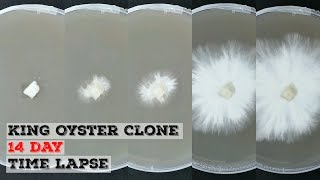 King Oyster Mushroom Clone Agar Time Lapse  Time Lapse Of Mycelium Growing Over 14 Days [upl. by Pilihp]