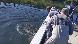 Salmon fishing on the Chehalis river [upl. by Reinal]