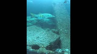 The Boynton Beach Inlet is full of an amazing variety of fish [upl. by Ines]