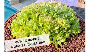 Haworthia cymbiformis GIANT Succulent Repotting Techniques  Episode 154 [upl. by Enyale]