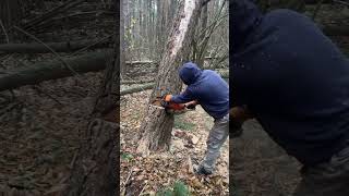 Chainsaw cutting the woods chainsaws hardwaretools viralvideo foryou [upl. by Anitnoc]