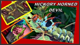 Hickory Horned Devil Citheronia regalis Part 1 [upl. by Maxama]