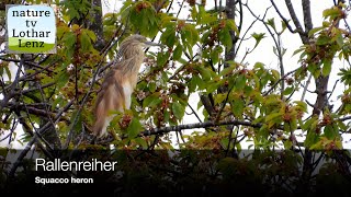 Rallenreiher vor der Kamera Squacco heron observation [upl. by Hseham]