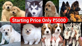 Cheapest dog market  Dog show 2025  dog for sale in Delhi  all India  husky labra pitbull dogs [upl. by Ahsirkal359]