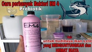 cara perbanyak probiotik EM 4 untuk Budidaya ikan Lele [upl. by Alyose]