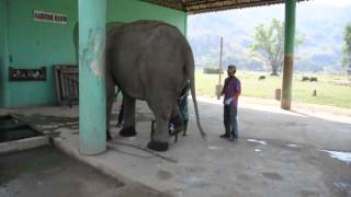 Elephant with foot abcess in Elephant Nature Park ENP in Chiang Mai Thailand Part II [upl. by Yeldahc9]