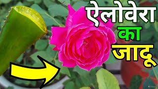 ऐलोवेरा के 7 चमत्कारRose plant growing tipsBenefits of Aloevera plantorganic fertilizerGardening [upl. by Anivas]