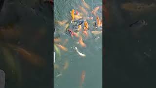 Feeding fish and enjoy good to seeI love fish [upl. by Nannaihr]