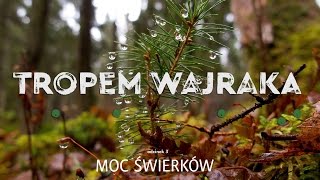 Tropem Wajraka  Moc Świerków  Spruce Power [upl. by Anifares]