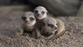 Meerkat babies take first steps [upl. by Aluk379]