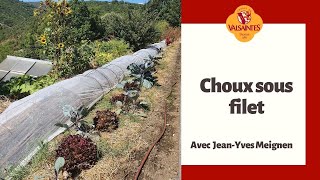 Cultiver les choux sous filet [upl. by Agler]