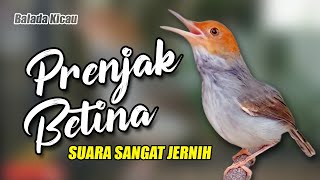 MASTERAN PRENJAK BETINA GACOR SUARA JERNIH [upl. by Anoy]