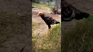 Unique Colour Aseel aseelmurga viralvideo shortsfeed youtubeshorts chicken [upl. by Ailemac552]