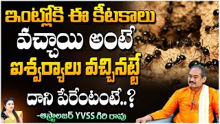 Astrologer YVSS Giri Rao  ఇంట్లోకి ఈ కీటకాలు వచ్చాయి అంటే  Kuppa Padmini [upl. by Morie185]