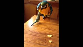 Budgie steals Macaws cornflakes and runs 20121101 071336 [upl. by Ilsel245]