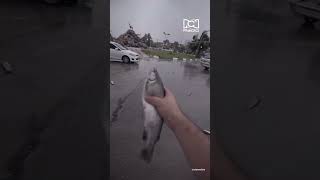 lluvia de peces en iran ¿Es el findelmundo [upl. by Truk]