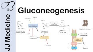 Gluconeogenesis Pathway Overview Enzymes CoFactors and Precursors [upl. by Lennard]