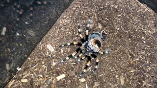 Mexican Red Knee Tarantula Molting Timelapse  ViralHog [upl. by Veronique]