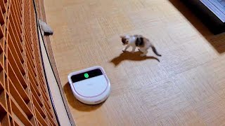 お掃除ロボットを充電してたら子猫が勝手に掃除を始めてしまいました💦 [upl. by Htebizile]