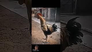 Best rooster is here🩶🩶🩶rooster roostersound best viralshorts shortstrending [upl. by Dermott]