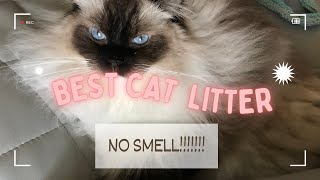 Best cat litter that doesnt smell what I use with Ragdoll cats [upl. by Nywles]