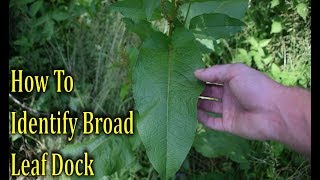 How To Identify Broad Leaf Dock  Wild Edible Identification [upl. by Atiker]