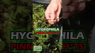 Converting Hygrophila Pinnatifida To Underwater Growth [upl. by Htidirrem676]