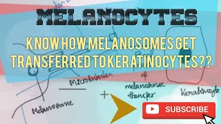 MELANOCYTES  STRUCTURE AND FUNCTION [upl. by Hedve]