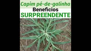 BENEFÍCIOS do CAPIM péde galinha SURPREENDENTE [upl. by Middlesworth]