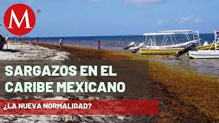 Sargazo la nueva normalidad en el caribe mexicano  Claves del Cambio Climático [upl. by Sacksen993]