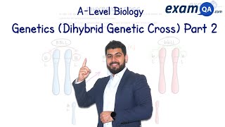 Genetics Dihybrid Cross Part 2  ALevel Biology [upl. by Miranda]