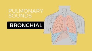 02  Lung Sounds  Bronchial breath sounds [upl. by Knowling615]