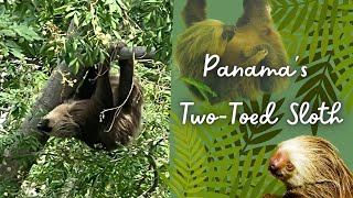 Panamas Two Toed Sloth [upl. by Ahsie527]