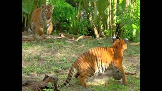 Malayan Tiger Conservation at the Palm Beach Zoo [upl. by Nwahsyar]