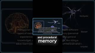 Different Types of Memory in Your Brainfacts humanmemory psychology brainscience memory neuro [upl. by Payton]