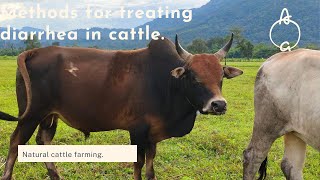 Using medicine from forest leaves to treat diarrhea in cattle [upl. by Atirehgram]