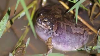 Physalaemus marmoratus vocalizando [upl. by Parker]