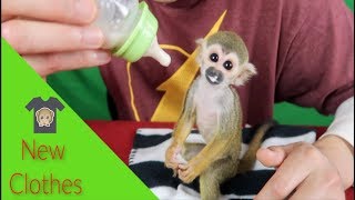 Baby Monkey oLLie tries out new cLothes FUN TIME [upl. by Sigler]