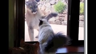 House Cat Seems Unfazed by a Giant Mountain Lion Outside Window [upl. by Yelsel]