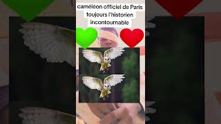 caméléon officiel de Paris toujours lhistorien incontournable [upl. by Barthold]