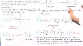 UDPGlucose and Glycogen Elongation [upl. by Allebasi359]