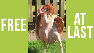 INCREDIBLE VIDEO Caged Hen Experiences Freedom For The First Time [upl. by Essilevi]