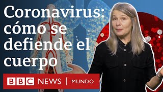 Cómo funciona el sistema inmunitario y qué hace cuando entra en contacto con el coronavirus [upl. by Fortin128]