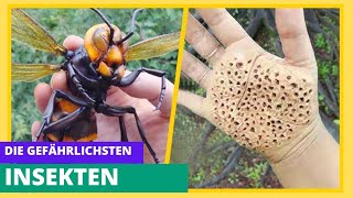 Die 10 gefährlichsten Insekten der Welt [upl. by Cinemod]