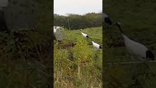 a redcrowned crane family hokkaido japan [upl. by Mont]