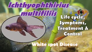 Ichthyophthirius multifiliis Morphology Life cycle Symptoms Treatment and Control Methods [upl. by Lorollas344]